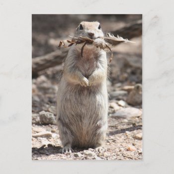 Round-tailed Ground Squirrel Postcard by poozybear at Zazzle