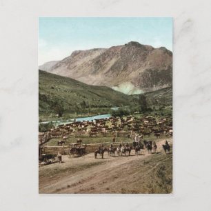 Round Up (Colorado, 1898) Postcard