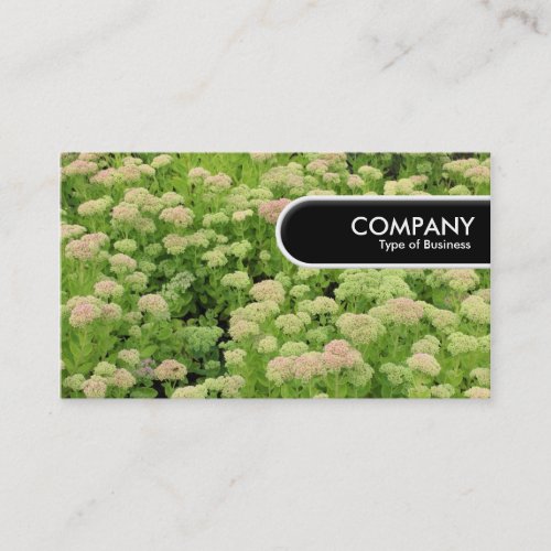 Rounded Edge Tag _ Sedum Autumn Joy