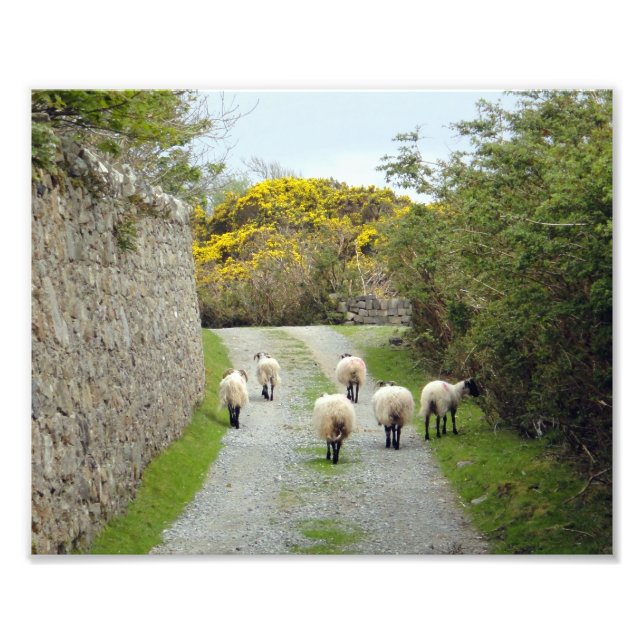 Roundstone Rush hour Photo Print (Front)