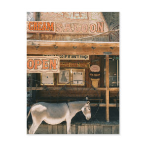 Route 66 Burros Postcard