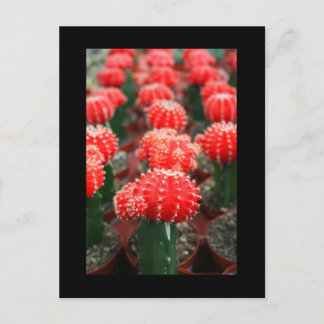 Row Of Cactuses Postcard