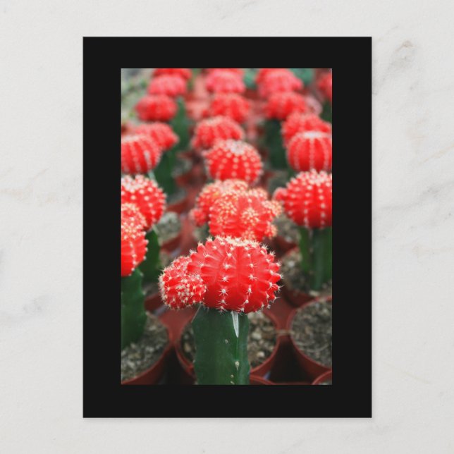 Row Of Cactuses Postcard (Front)