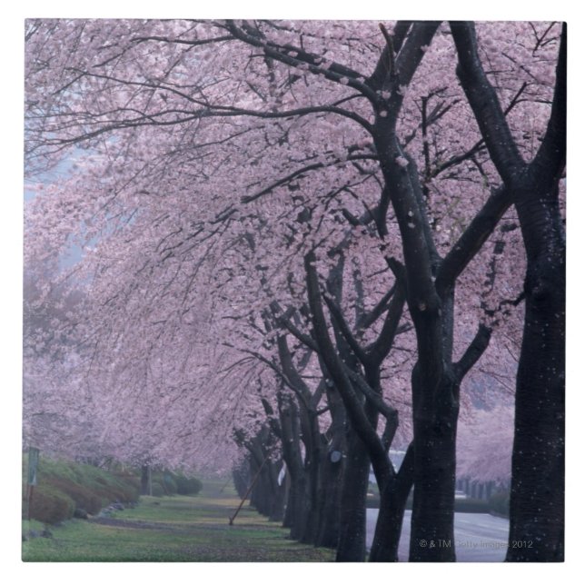 Row of cherryblossom trees ceramic tile (Front)