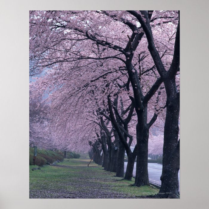 Row of cherryblossom trees poster