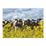Row of Holstein Cows Canvas Print
