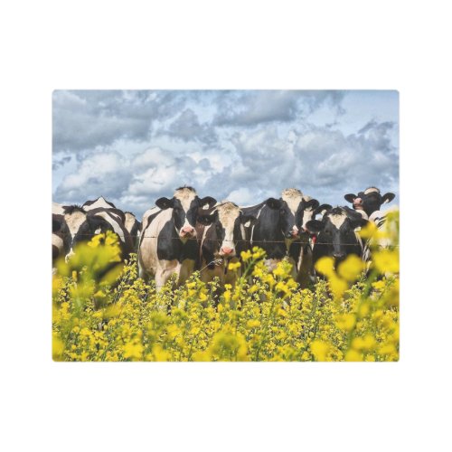 Row of Holstein Cows Metal Print