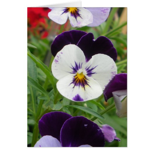 Row of Pansies Cards (Front)