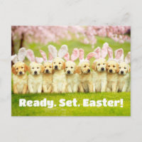 Row of Puppy Bunnies