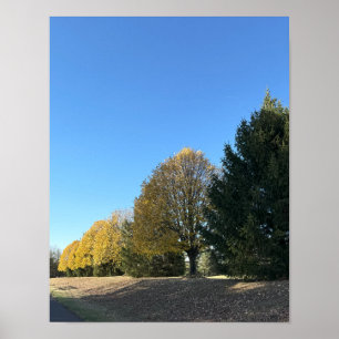 Row of Trees Poster