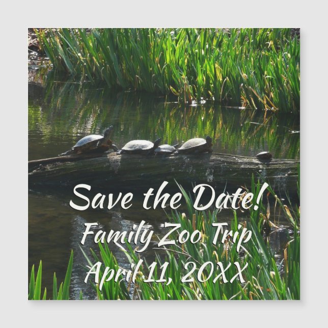 Row of Turtles Green Nature Photo (Front)