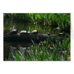 Row of Turtles Green Nature Photo