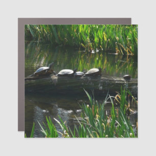 Row of Turtles Green Nature Photo Car Magnet