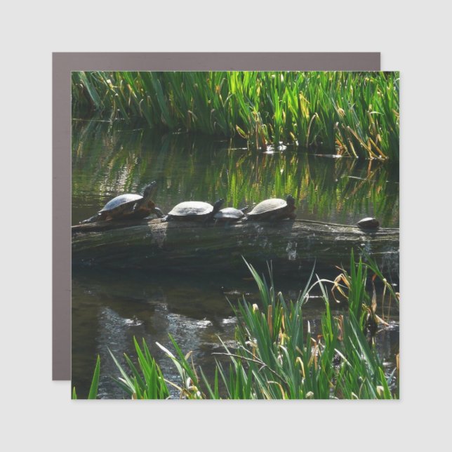 Row of Turtles Green Nature Photo Car Magnet (Front)