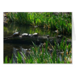 Row of Turtles Green Nature Photo Card