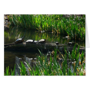 Row of Turtles Green Nature Photo Card