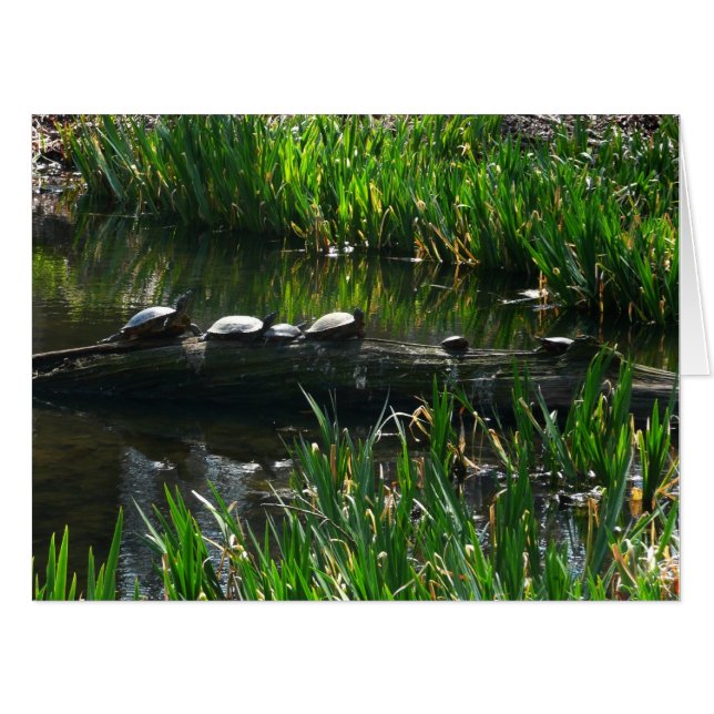 Row of Turtles Green Nature Photo Card (Front Horizontal)