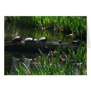 Row of Turtles Green Nature Photo Cards
