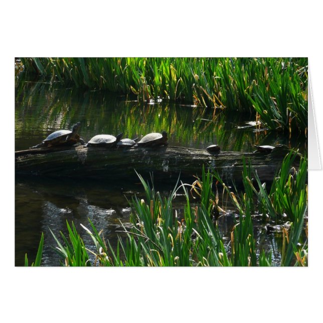 Row of Turtles Green Nature Photo Cards (Front Horizontal)