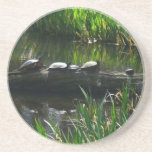 Row of Turtles Green Nature Photo Coaster