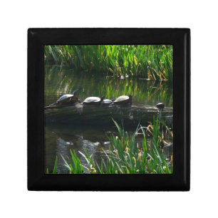 Row of Turtles Green Nature Photo Gift Box