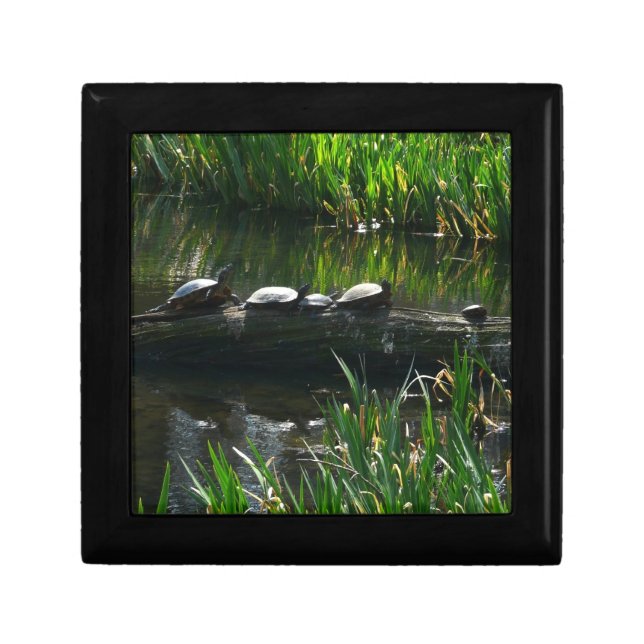 Row of Turtles Green Nature Photo Gift Box (Front)