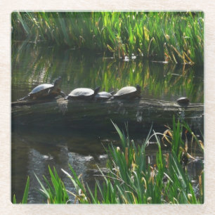 Row of Turtles Green Nature Photo Glass Coaster