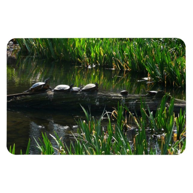 Row of Turtles Green Nature Photo Magnet (Horizontal)