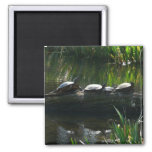 Row of Turtles Green Nature Photo Magnet