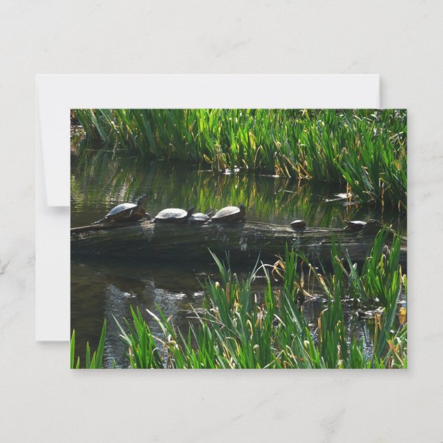 Row of Turtles Green Nature Photo Note Card (Front)