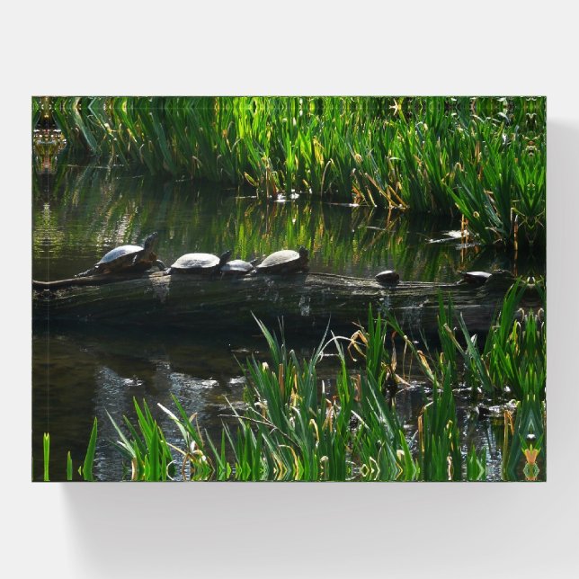 Row of Turtles Green Nature Photo Paperweight (Front)
