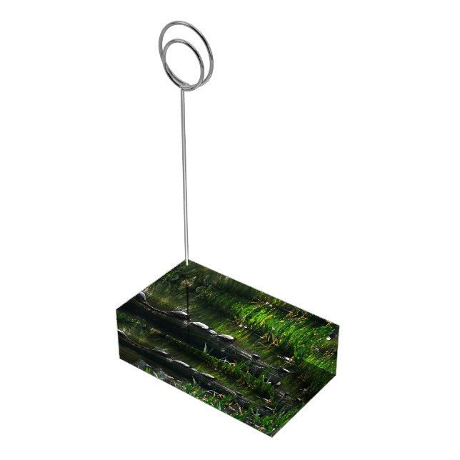 Row of Turtles Green Nature Photo Place Card Holder (Corner)