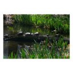 Row of Turtles Green Nature Photo Poster