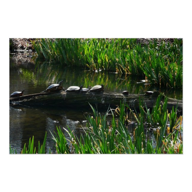 Row of Turtles Green Nature Photo Poster (Front)