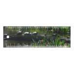 Row of Turtles Green Nature Photo Ruler