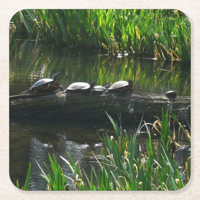 Row of Turtles Green Nature Photo Square Paper Coaster (Front)