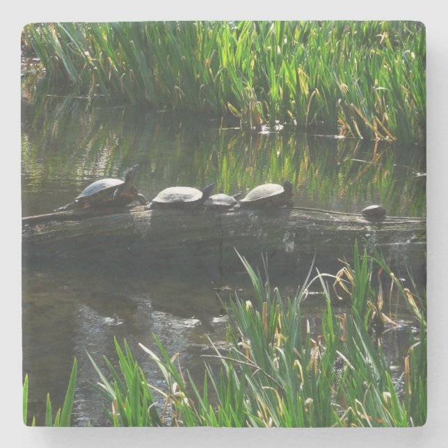 Row of Turtles Green Nature Photo Stone Coaster (Front)
