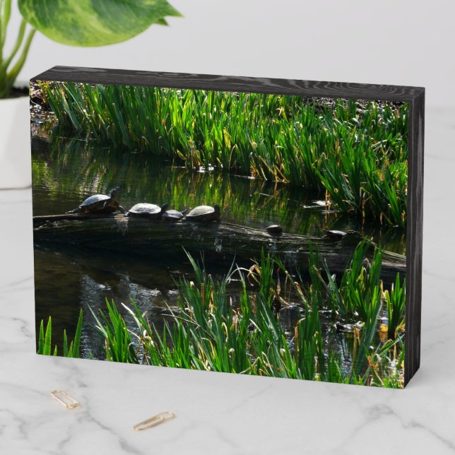 Row of Turtles Green Nature Photo Wooden Box Sign (In Situ Horizontal)