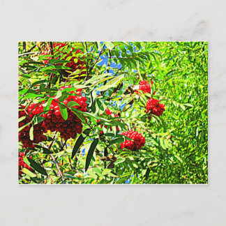 Rowan berries postcard