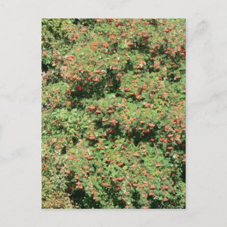 Rowan Tree With Berries Postcard