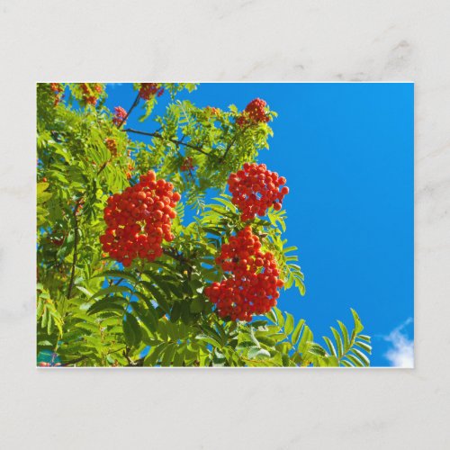 Rowan tree  with red berries postcard