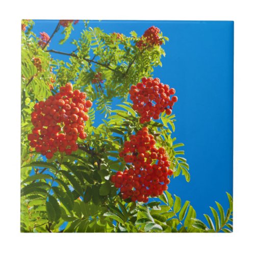 Rowan tree  with red berries tile