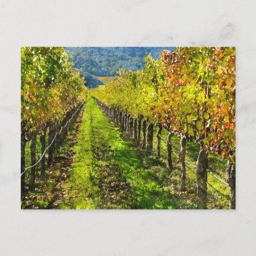 Rows of Grapevines in Napa Valley California Postcard