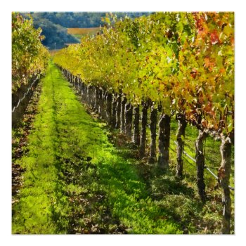 Rows Of Grapevines In Napa Valley California Poster by bbourdages at Zazzle