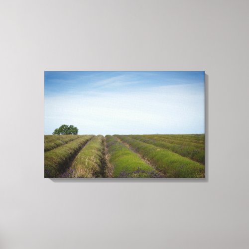 Rows of lavender after harvest canvas