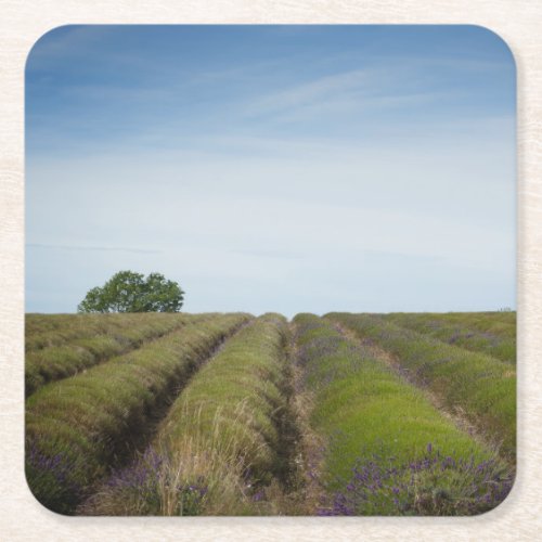 Rows of lavender after harvest coaster