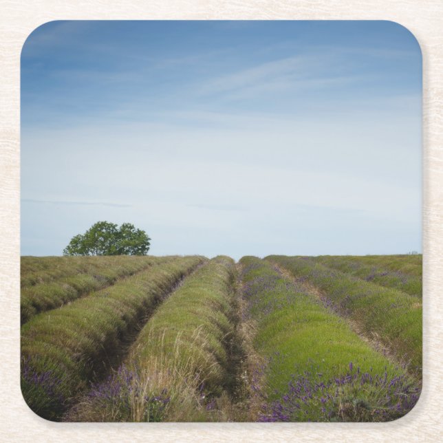 Rows of lavender after harvest coaster (Front)