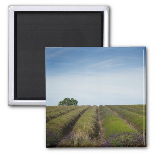 Rows of lavender after harvest magnet