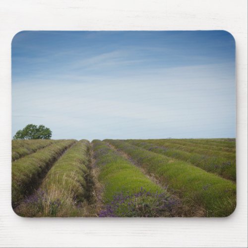 Rows of lavender after harvest mousepad