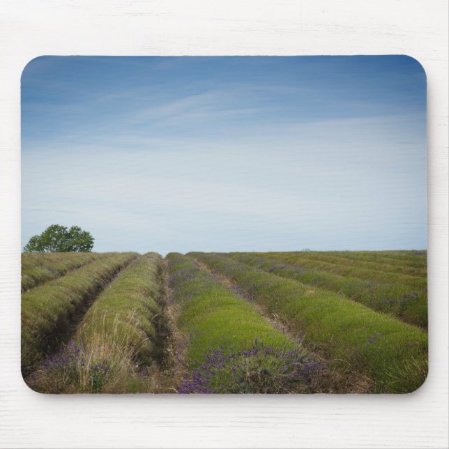 Rows of lavender after harvest mousepad (Front)